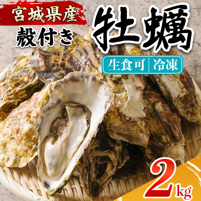 殻付き牡蠣（生食用）冷凍 2kg 生牡蠣 宮城県産 牡蛎 牡蠣 カキ かき 生食 オイスター カキフライ 牡蠣鍋 海鮮 国産 魚貝類 バーベキュー BBQ 【カタクチ商店株式会社】ta734