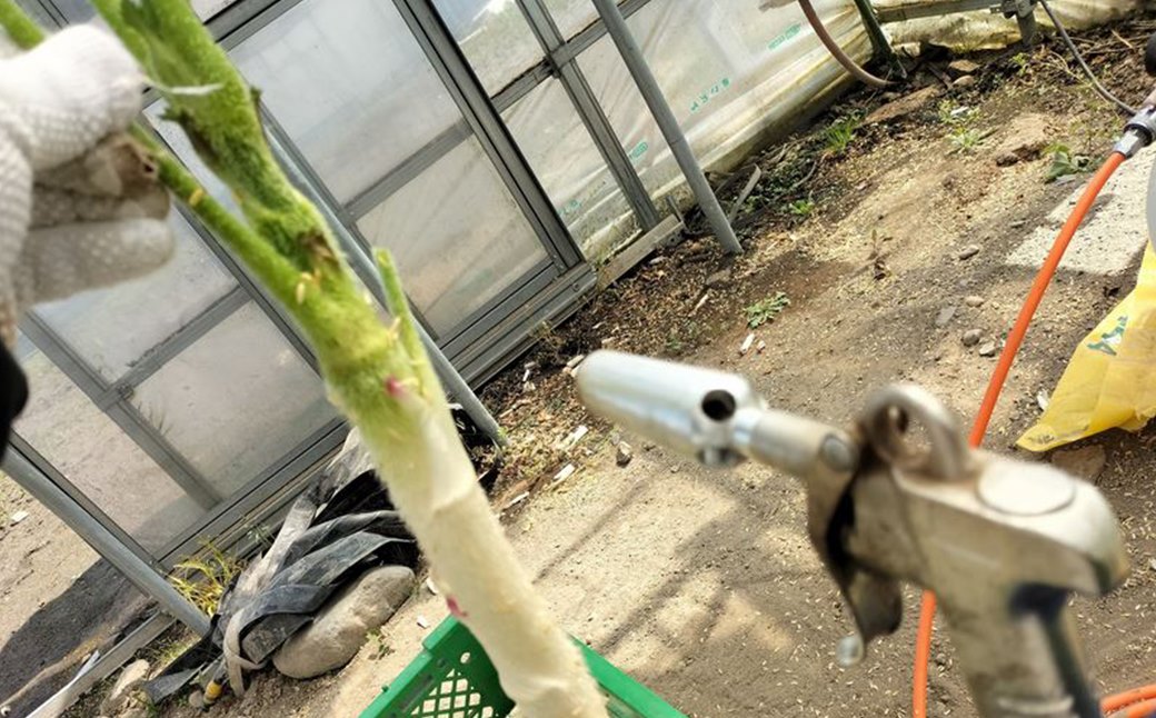 ウド 約1000g 北国の春の香りをお届けします【60P3228】