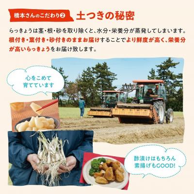 ふるさと納税 鳥取市 橋本さんちの根付き生らっきょう 3.6kg |  | 03