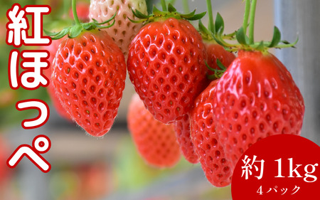 いちご 紅ほっぺ 4パック ( 280g × 4 ) 苺 いちご いちご イチゴ