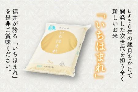 【令和5年産】定期便 ≪3ヶ月連続お届け≫ 福井県のブランド米 いちほまれ 無洗米 5kg × 3回 計15kg 【 無洗米 人気 品種 ブランド米 特A 】 [C-6135]