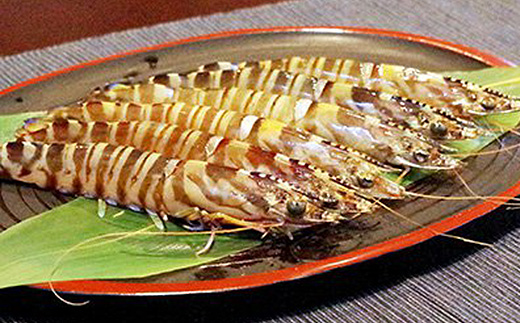 2024年12月発送:活きクルマエビ　1kg【配送不可地域：離島・北海道・沖縄県】