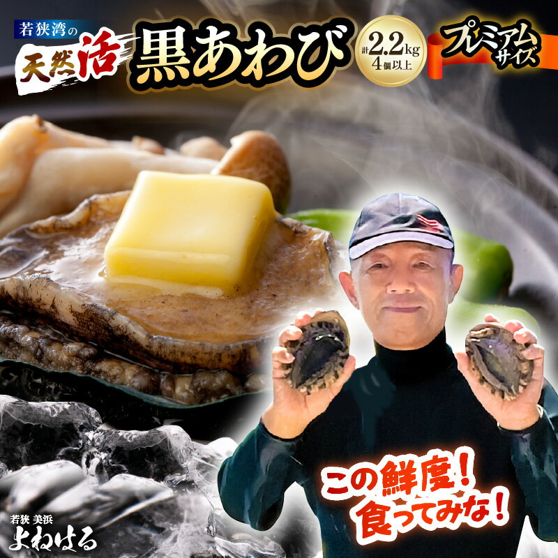 【ふるさと納税】【先行予約】天然 活黒アワビ 計2.2kg（4個以上）プレミアムサイズ【選べる発送月】【2025年11月以降順次発送予定】 数量限定 入手困難 日本海 鮮度抜群 刺身 お造り BBQ バーベキュー あわび アワビ 鮑 クロアワビ 黒あわび 魚介類 貝 スーパーセール 】