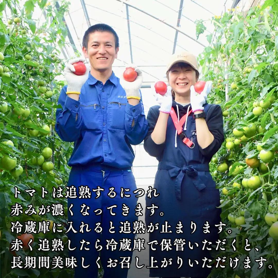 《 2027年 収穫分 》全3回 定期便 スーパーフルーツトマト 中箱 約1.2kg × 1箱 × 3回 糖度9度以上 先行予約 定期便 3ヶ月 茨城県 桜川市 KEK 国産 トマト フルーツトマト 