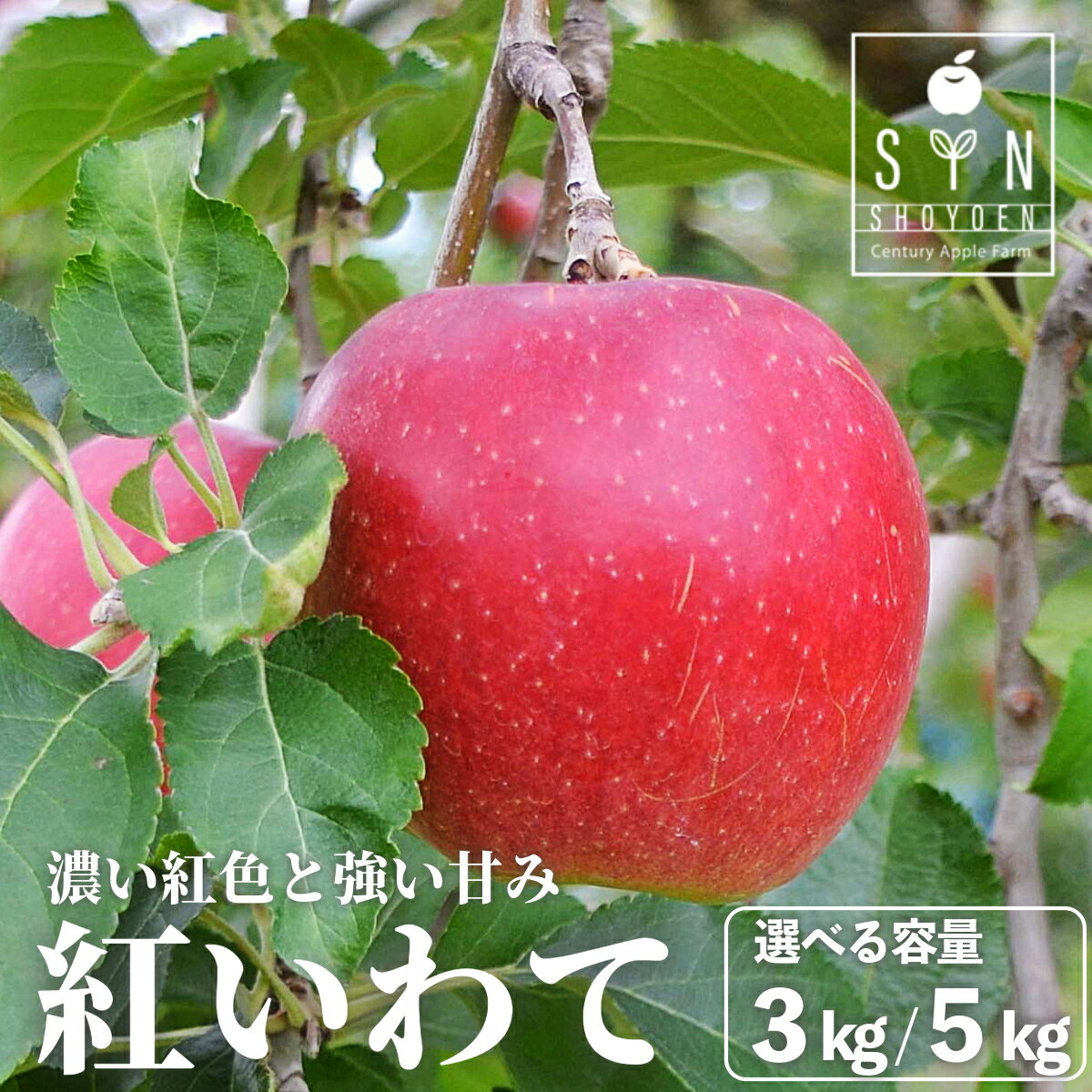 【ふるさと納税】先行予約 松陽園 樹上 完熟 りんご 紅いわて 3kg 7個〜9個 5kg 12個〜18個 選べる 重量 2025年 9月中旬頃より順次発送 林檎 リンゴ フルーツ 果物 果実 岩手県 遠野市 産 贈答 ギフト プレゼント 農家直送 産地直送 送料無料 赤い