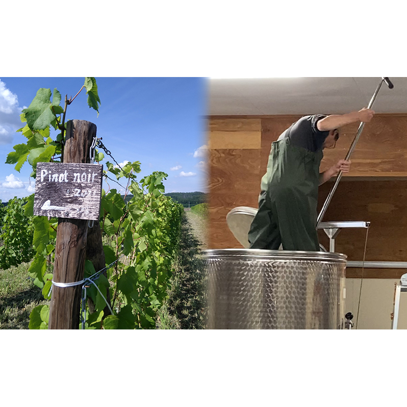 【野生酵母】かみふらの 多田ワイナリー 赤白泡オレンジワイン 計4本　ワイン 赤ワイン 白ワイン 微発泡ワイン オレンジワイン 飲み比べ セット ぶどう 葡萄 ワイナリー 酒 北海道 上富良野町_イメ