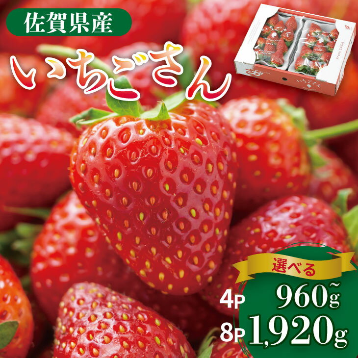 【ふるさと納税】【先行予約令和8年1月配送開始】【選べる内容量】佐賀県産 いちごさん （ 240g×4P・240g×8P ）有明・潮風ファーム 直送品 果物 くだもの フルーツ 人気 ランキング 高評価 苺 イチゴ 【B150-032】