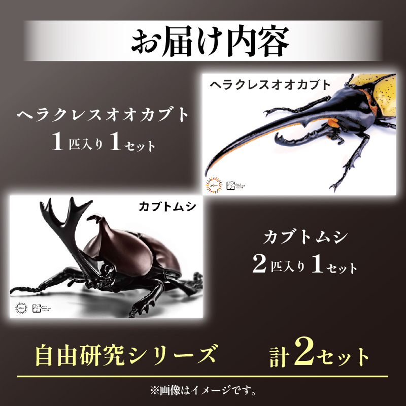 模型 昆虫 自由研究シリーズセット ヘラクレスオオカブト カブトムシ 2セット 玩具 ホビー 夏休み 虫 ヘラクレス 送料無料 フジミ 静岡県 藤枝市