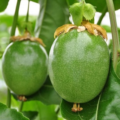 秀品パッションフルーツ 大玉8個入/2024年8月上旬～9月中旬発送