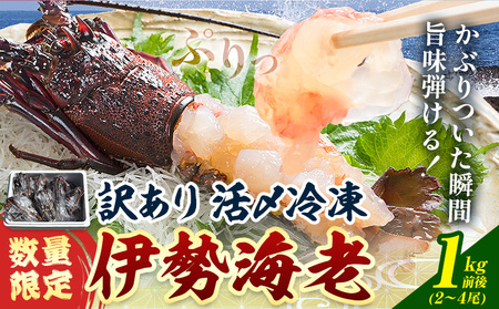 数量限定 訳あり 活〆冷凍 伊勢海老 1kg前後(2〜4尾) 寺田水産【配送不可地域あり】（離島）