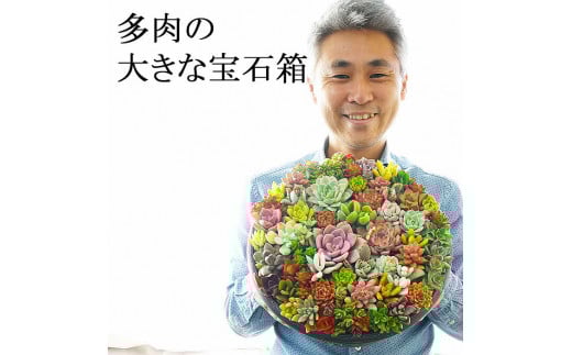 多肉植物の寄せ植え 10号鉢 | 観葉植物 植物 グリーン 多肉 寄せ植え 室内 鉢植え ギフト 贈答 贈り物 プレゼント お祝い 直送 農家直送 茨城県 古河市 送料無料 _FC01