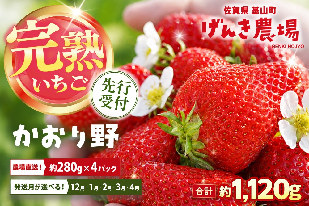 
                  【お届け月が選べる】【先行予約】【農場直送！】かおり野(約280g×4P)【ふるさと納税 佐賀県 基山町産 げんき農場 苺 ブランド苺 イチゴ いちご フルーツ 果物 くだもの 美味しい おいしい 甘い ストロベリー 産地直送 朝採れ 完熟果 KBCテレビ「ふるさとwish」で紹介されました】K100P021
                