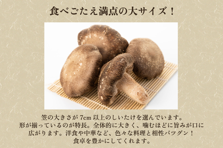 生しいたけ 大サイズ 約1kg（20～28個）《 10月中旬から順次発送》 品評会で金賞受賞！ きのこ しいたけ 椎茸 食べ応えあるビッグサイズ 肉厚で旨味たっぷり！ 加茂市 青木農園