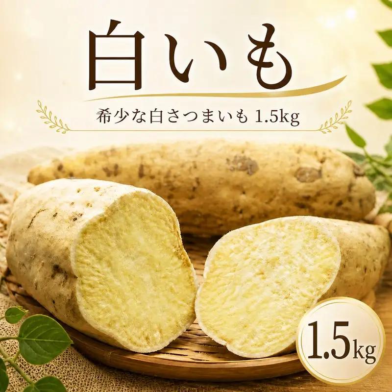 白いも 1.5kg サツマイモ 芋 旬 秋の味覚 【 さつまいも 】