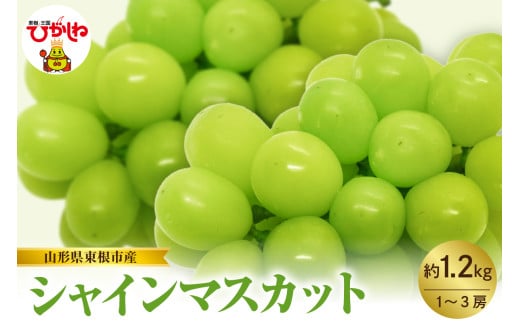 【2025年産　先行予約】山形県東根市産　シャインマスカット　約1.2kｇ　（1～3房）　hi074-009-1