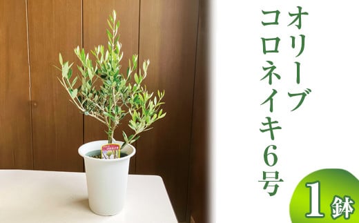 
                  オリーブ コロネイキ6号 ※離島への配送不可 | 観葉植物 植物 グリーン オリーブの木 コロネイキ 室内 苗 鉢植え シンボルツリー ギフト 贈答 贈り物 プレゼント お中元 お歳暮 直送 農家直送 茨城県 古河市 送料無料 _BZ09
                