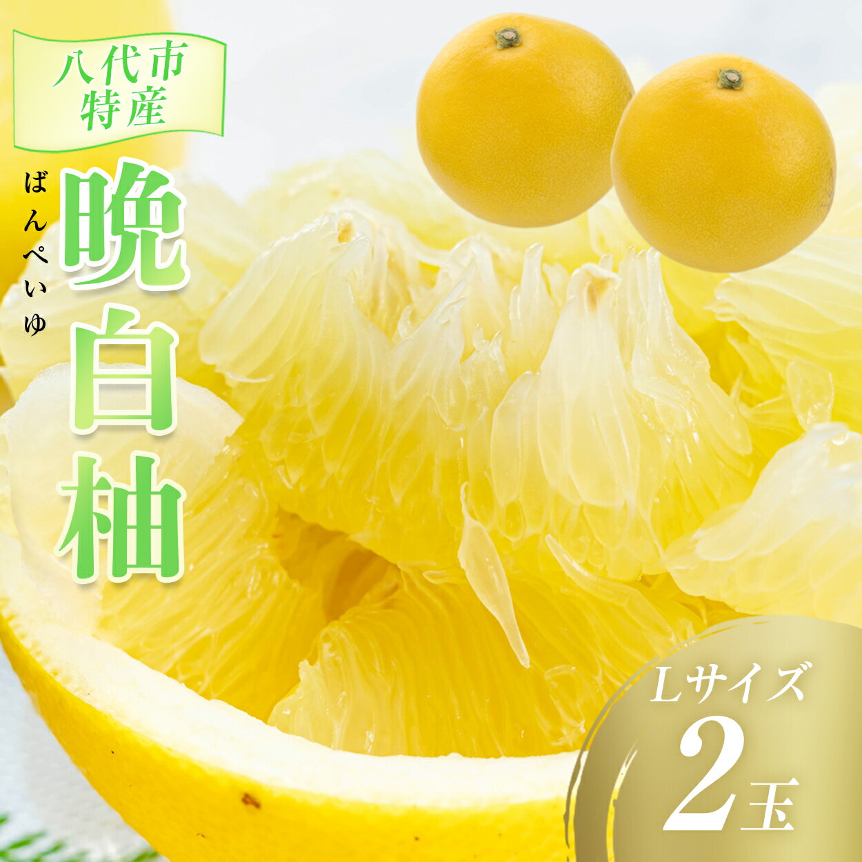 【ふるさと納税】【先行予約】数量限定　八代市特産　晩白柚　Lサイズ 2玉 ばんぺいゆ 柑橘 フルーツ 果物 果実 特産品 熊本県 八代市 送料無料 【2026年12月上旬より順次発送】