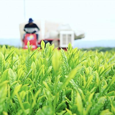 ふるさと納税 沼津市 沼津産　普通煎茶ティーバッグ(3g×20包)×3袋　合計60包 |  | 03