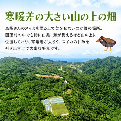 【2027年2月中旬から順次発送】島袋さんの冬スイカ 1玉(3.5～4.5kg)【配送不可地域：離島】
