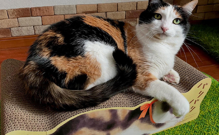猫の爪とぎ バリバリ猫ちゃん（三毛猫） 猫 ねこ ネコ cat 爪とぎ ダンボール 丈夫 写真映え 日本製 常滑市 国産 おもちゃ ペット インテリア かわいい 動物 猫用品 グッズ 招き猫 愛猫への