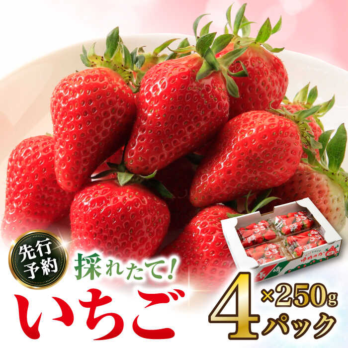【ふるさと納税】【2026年2月上旬～順次発送開始】いちご 1箱 (約250g×4P) 約1kg / いちご 苺 イチゴ フルーツ ふるーつ 果物 くだもの 先行予約/ 大村市 / おおむら夢ファームシュシュ[ACAA107]