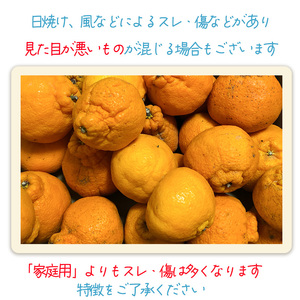 【2027年2月下旬頃から順次発送】不知火 しらぬい 約5kg 【訳あり】でこぽんと同品種 柑橘類 先行予約 フルーツ 柑橘類 先行予約 果物 フルーツ みかん シラヌイ 人気 おすすめ 愛媛 松山 