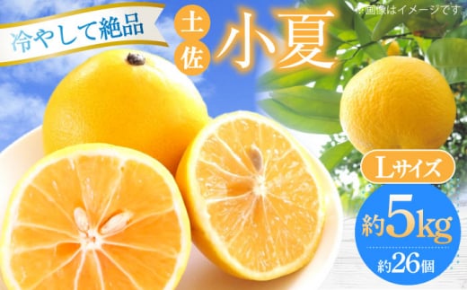 【申込は5月下旬頃まで】土佐小夏 Lサイズ 約5kg 26個前後 高知 小夏 コナツ こなつ 果物 柑橘 フルーツ【フルーツショップオザキ】 [ATAH004]