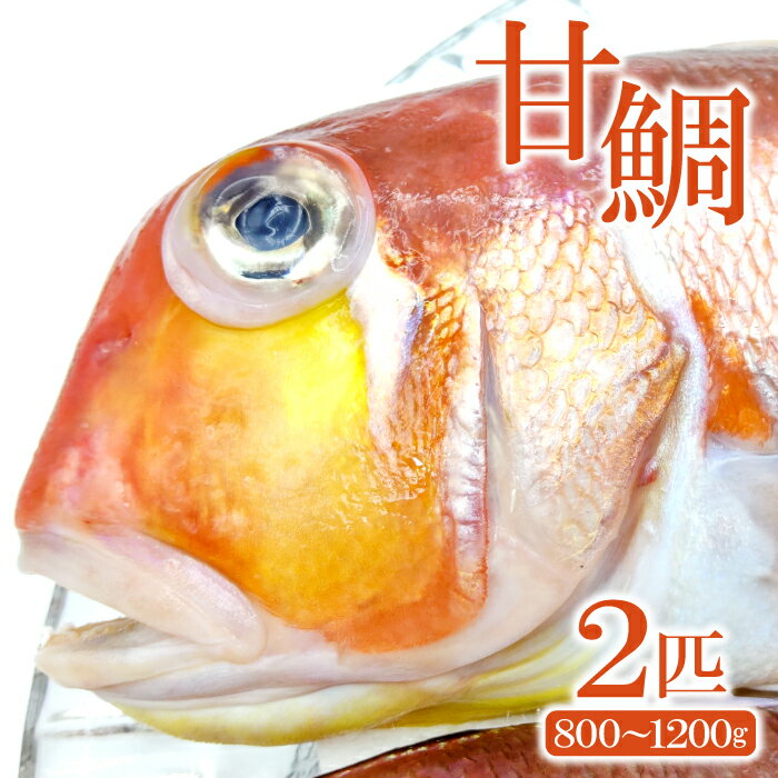 【ふるさと納税】 甘鯛 鯛 タイ 2匹 800g〜1200g 白身魚 高級 煮つけ 焼き魚 鮮魚 魚介類 食材 食品 グジ 新鮮 旬 魚 10月頃〜2月頃発送