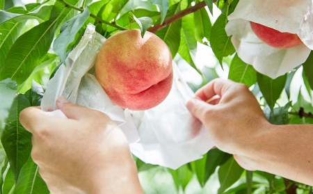  数量限定！マーブル桃「あかつき姫」(有袋・無袋) 秀品 約2kg [柔らかくなる桃] 【令和6年産先行予約】FU22-209