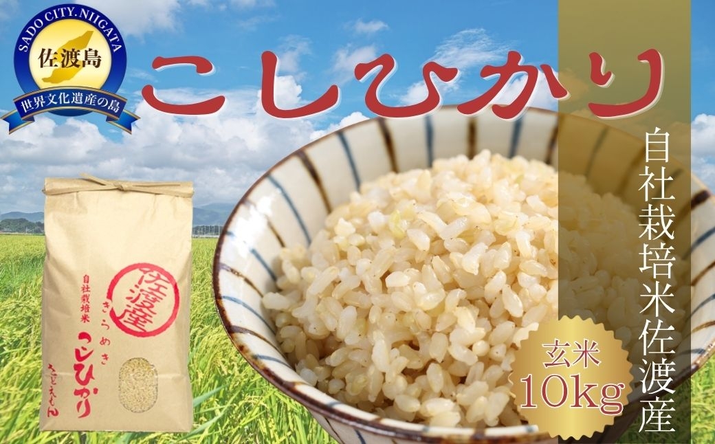
                  【令和7年産】佐渡産コシヒカリ 玄米10kg（5kg×2袋）自社栽培米 単一原料米 定温保管 | 新潟県産コシヒカリ 新潟産コシヒカリ 佐渡産コシヒカリ 新潟県産こしひかり 佐渡産こしひかり お米 米 こしひかり 玄米 げんまい おこめ コメ 10キロ 農家直送 にいがた さど 新潟県 佐渡市
                