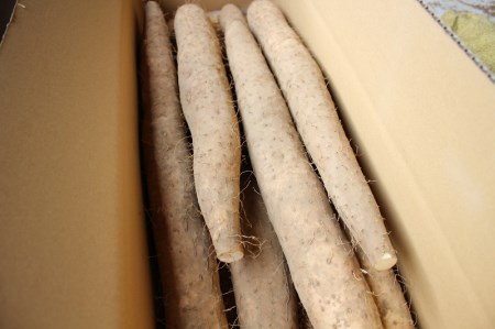 茅ヶ岳高原　粘りと味が抜群の長芋　５㎏箱 長いも 約3～5本 ながいも 山芋 野菜 とろろ 磯辺揚げ 粘り 期間限定 明野町 茅ヶ岳高原 山梨県 北杜市