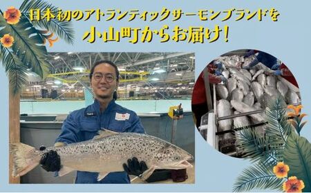 国産 アトランティックサーモン ポキ 丼 70g × 4パック コク旨ごまだれ サーモン 漬け