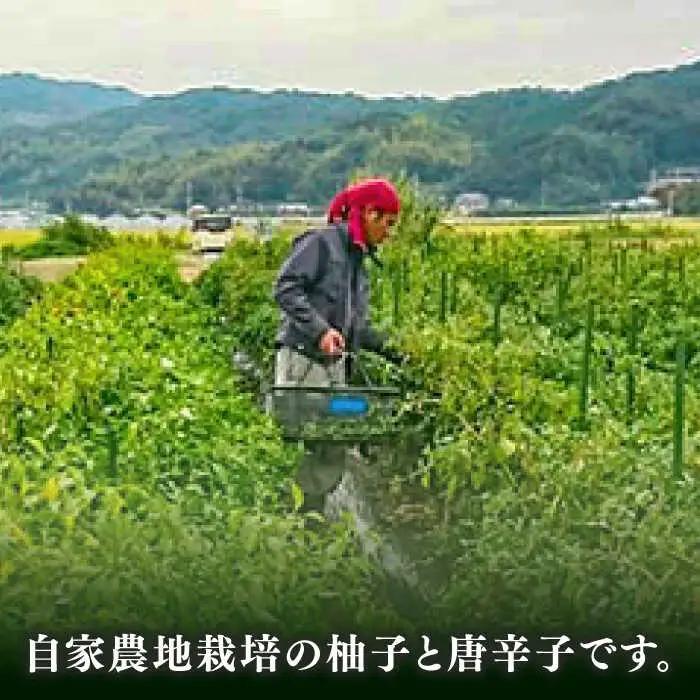 糸島産 極上 手造り ゆずこしょう 青 4本 セット 《糸島》 【小林農園】 [AZE001]