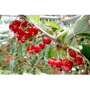 【2025年発送】　信州中野産　さくらんぼ　紅秀峰　約1.2kg(約100g×12パック)【配送不可地域：離島】【1569964】