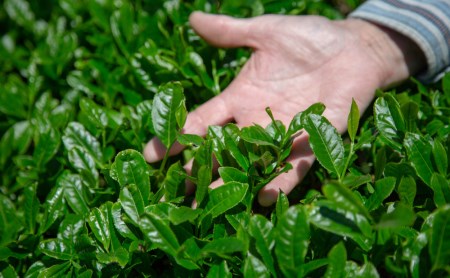 【贈答用】鹿児島県産緑茶 大浦茶 一番茶2本セット（100g×2） 鹿児島県産 かごしま お茶 日本茶 緑茶 茶葉 南さつま市 徳留茶農園