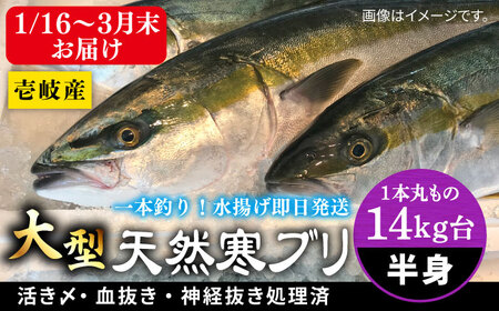 【1/16〜3月末お届け】天然 寒ブリ（一本丸ものサイズ14キロ台 半身ブロック）《壱岐市》【壱岐島 玄海屋】[JBS121]