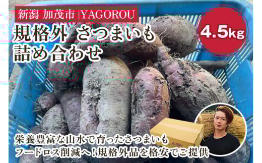 【2025年先行予約】【規格外】さつまいも詰め合わせ4.5kg 新潟県加茂市七谷産 《11月下旬〜順次発送》 サツマイモ フードロス SDGs 人気品種 食べ比べ  紅はるか 紅あずま 焼き芋 蒸し芋 スイートポテト スイーツにも 加茂市 YAGOROU ヤゴロウ