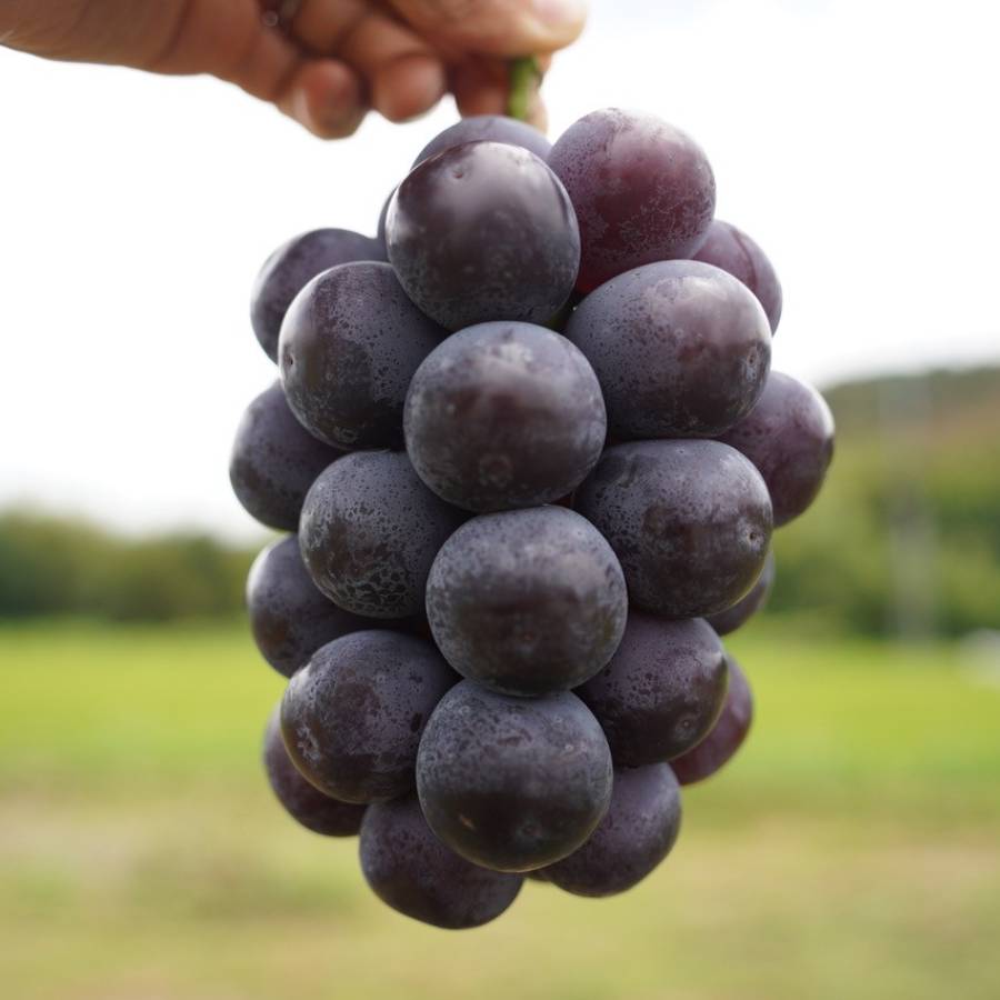 ＜HARETOMI＞プレミアム「ピオーネ＆シャインマスカット」各1房（計2房）