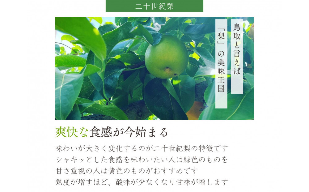 鳥取県産 梨 訳あり ご自宅用 二十世紀梨 5kg 【鳥取県 境港市】