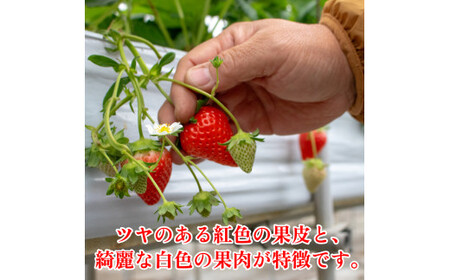 2月発送 いちご 15個 化粧箱入り 約420g 【 いちご 】