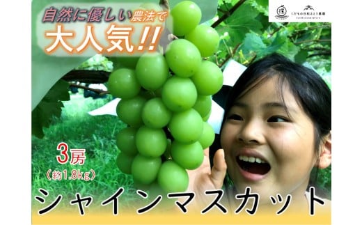 ＜2026年発送先行予約＞【自然に優しいシャインマスカット3房】栽培期間中の農薬節減で美味しいシャインマスカット(約1.8kg) ALPEF001