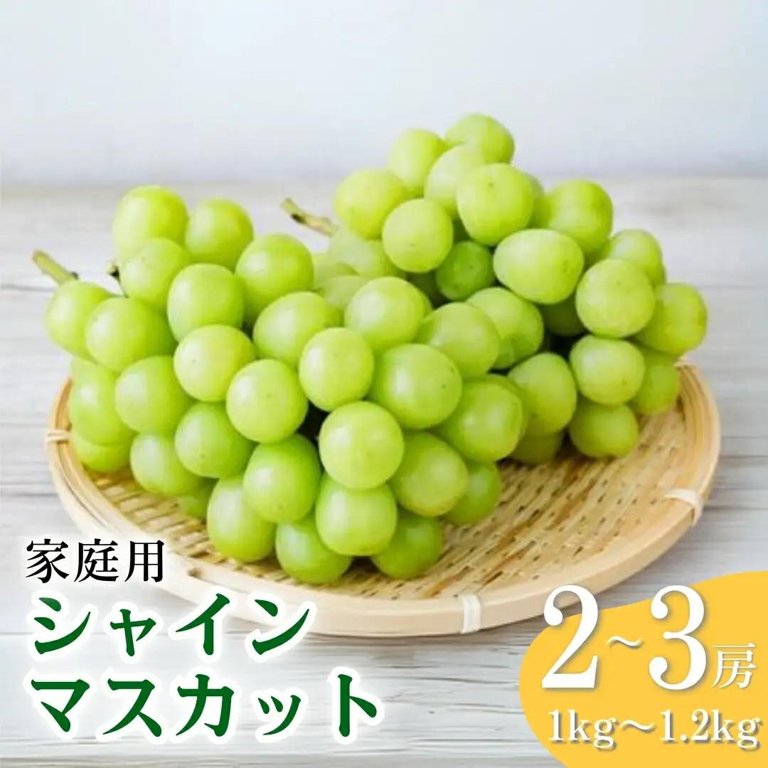 訳あり  シャインマスカット 約1~1.2kg（2~3房） ｜ シャインマスカット