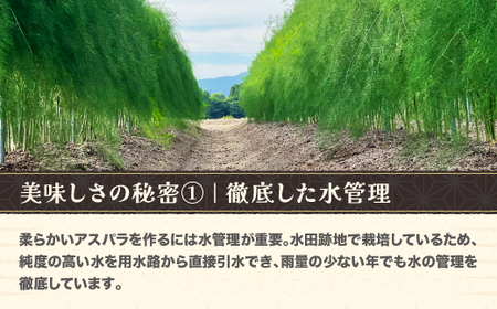 銀山アスパラガス 2Lサイズ(極太) 1kg 5月中旬~発送 令和7年産 2025年産 山形県産 尾花沢市産（アスパラ アスパラガス 銀山アスパラ グリーンアスパラガス 野菜 農家直送 山形県 山形 