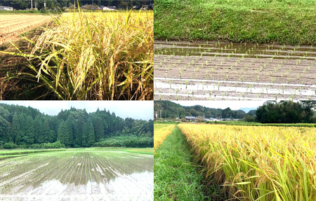 【令和7年産】≪先行予約 2025年11月発送開始≫えびの産 ヒノヒカリ やまのおこめ 5kg 白米 お米 米 国産 宮崎県  送料無料