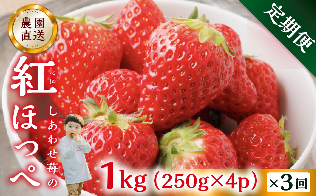 【定期便3回】自宅用 いちご 品種おまかせ しあわせ苺  1kg (250g × 4p ）3か月 3回 [mt1307]｜フルーツ 果物 スイーツ 苺 いちご イチゴ しあわせ苺 サイズ バラバラ 訳あり 訳アリ 含む 農園直送 送料無料 人気 苺 国産 岐阜県 本巣市 2027年 先行予約 45000円