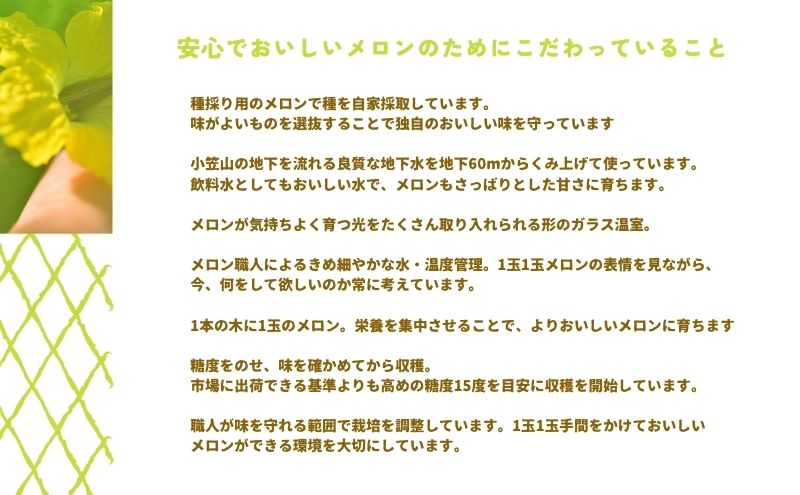 【先行予約】温室育ちのマスクメロン 春果 特選 1玉 人気 