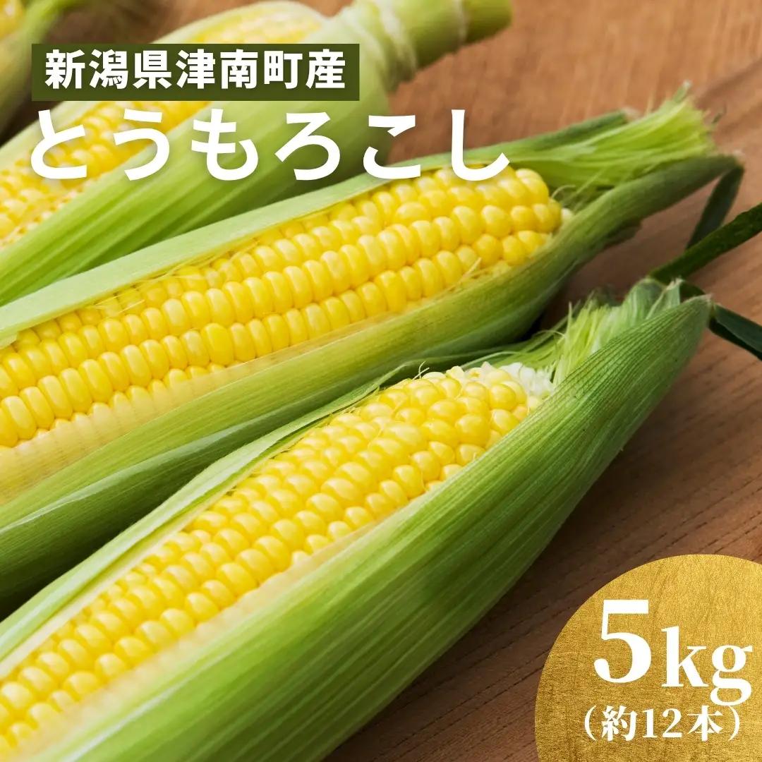 とうもろこし 朝採れ ゴールドラッシュ 5kg 約12本 7月下旬発送開始 |津南町 とうもろこし