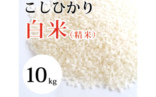 
                  大山の一粒　白米 10kg
                