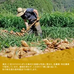 【先行予約・11月発送】 新生姜 2kg 高知県産 農家直送 期間限定 秋限定 旬 しょうが