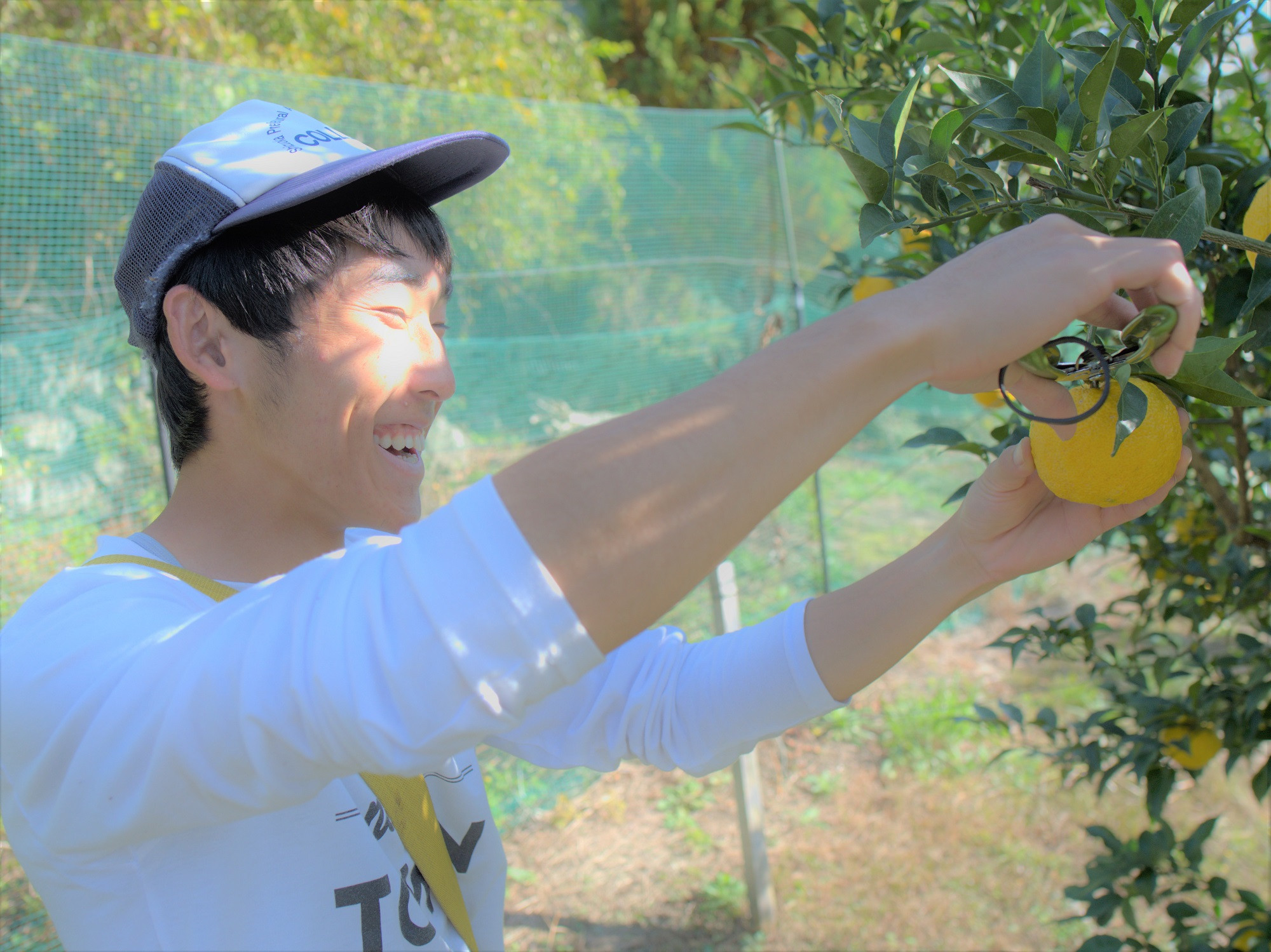 茶畑から生まれた 川根の「ゆずぽんず」、収穫風景